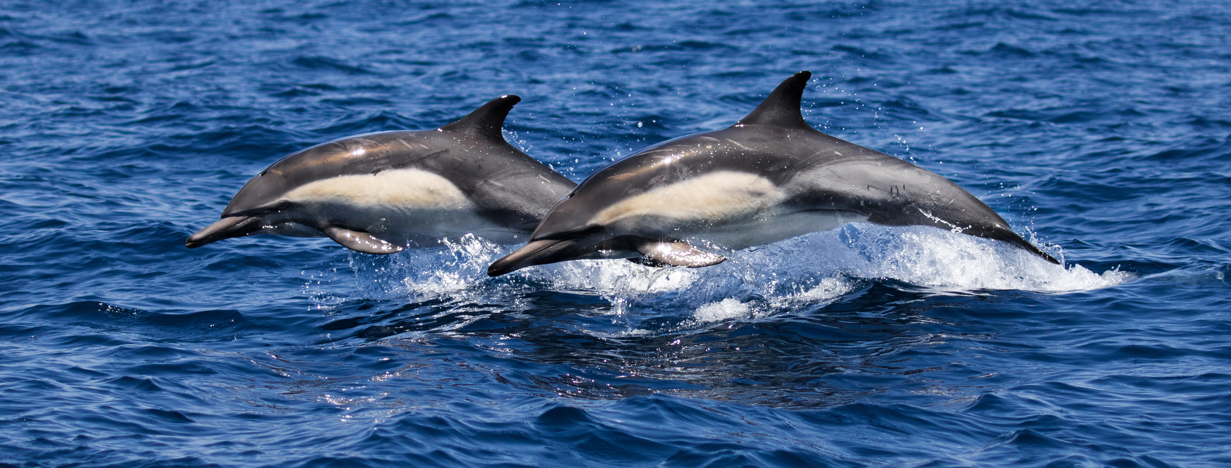 huntington-beach-whale-tours-whale-watching