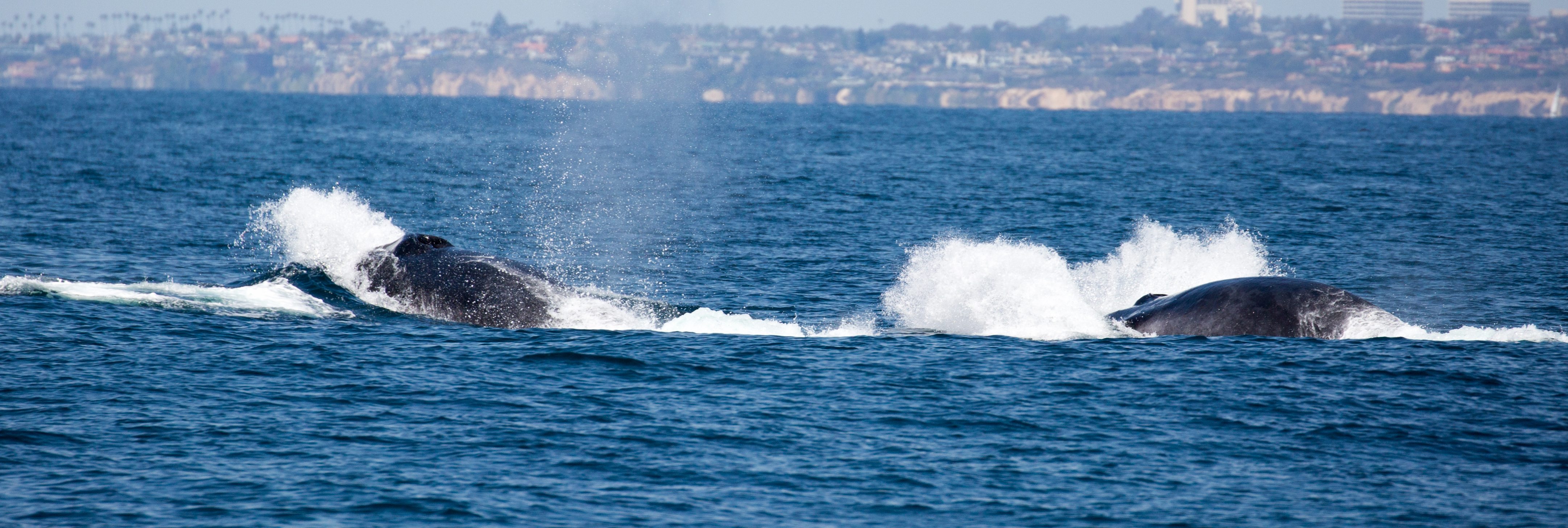 finback-whale-watching-huntington-beach-tours