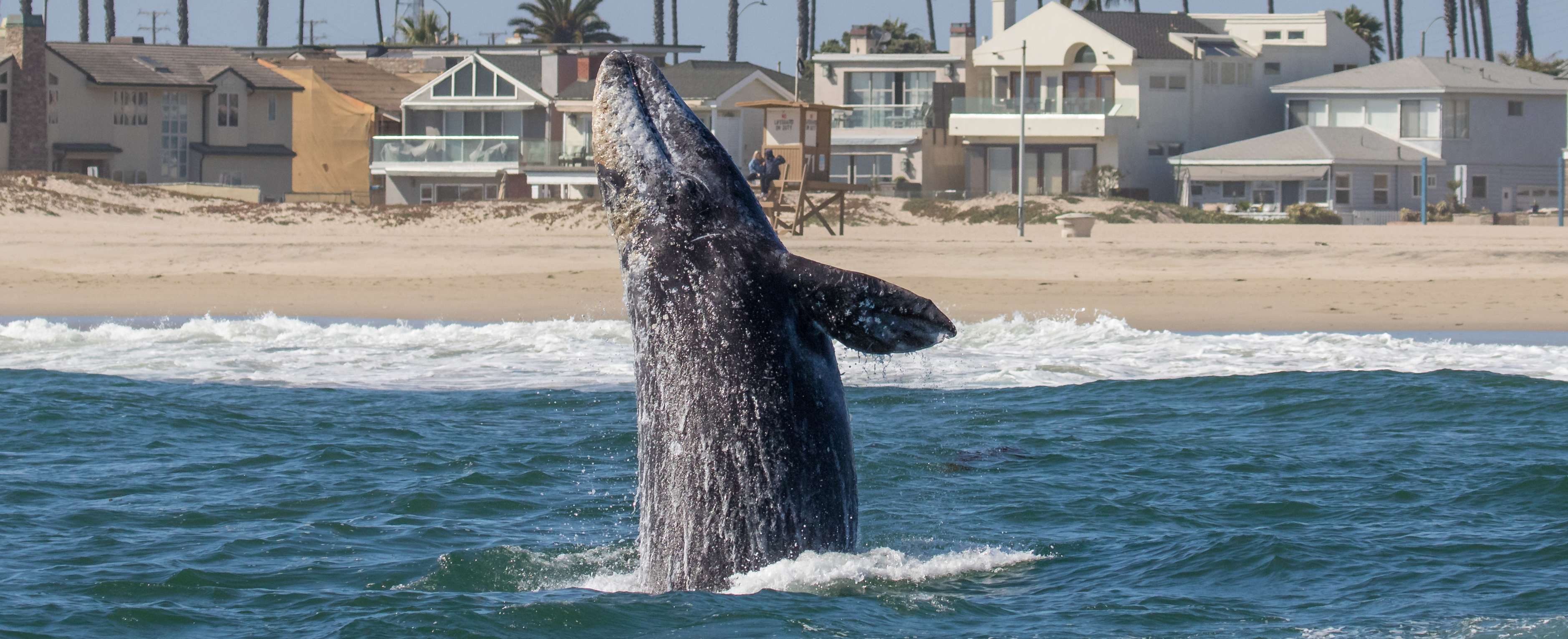 huntington-beach-gray-whales