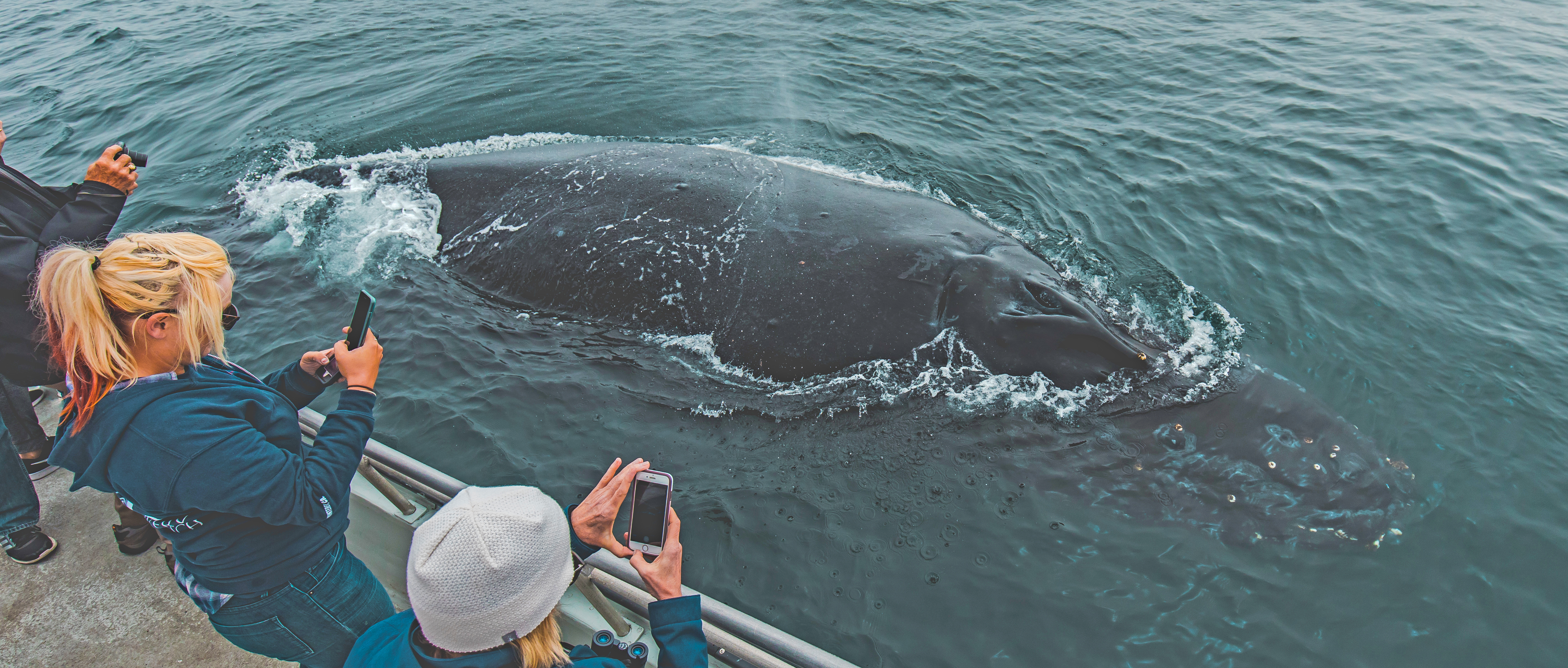 huntington-beach-humpback-whale-watch