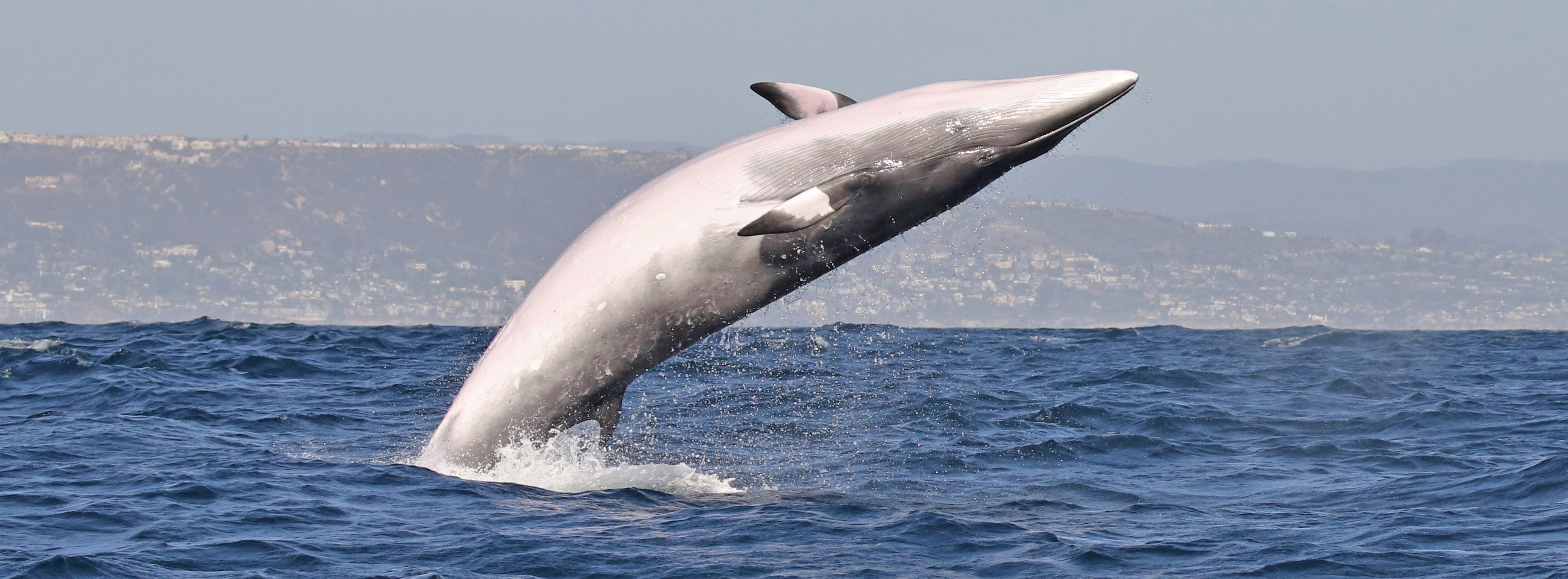 huntington-beach-minke-whale