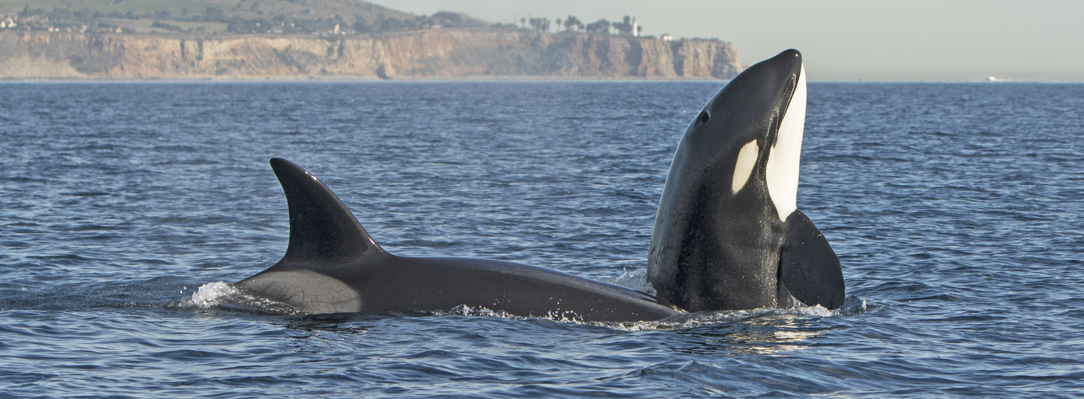 killer-whales-huntington-beach-trip