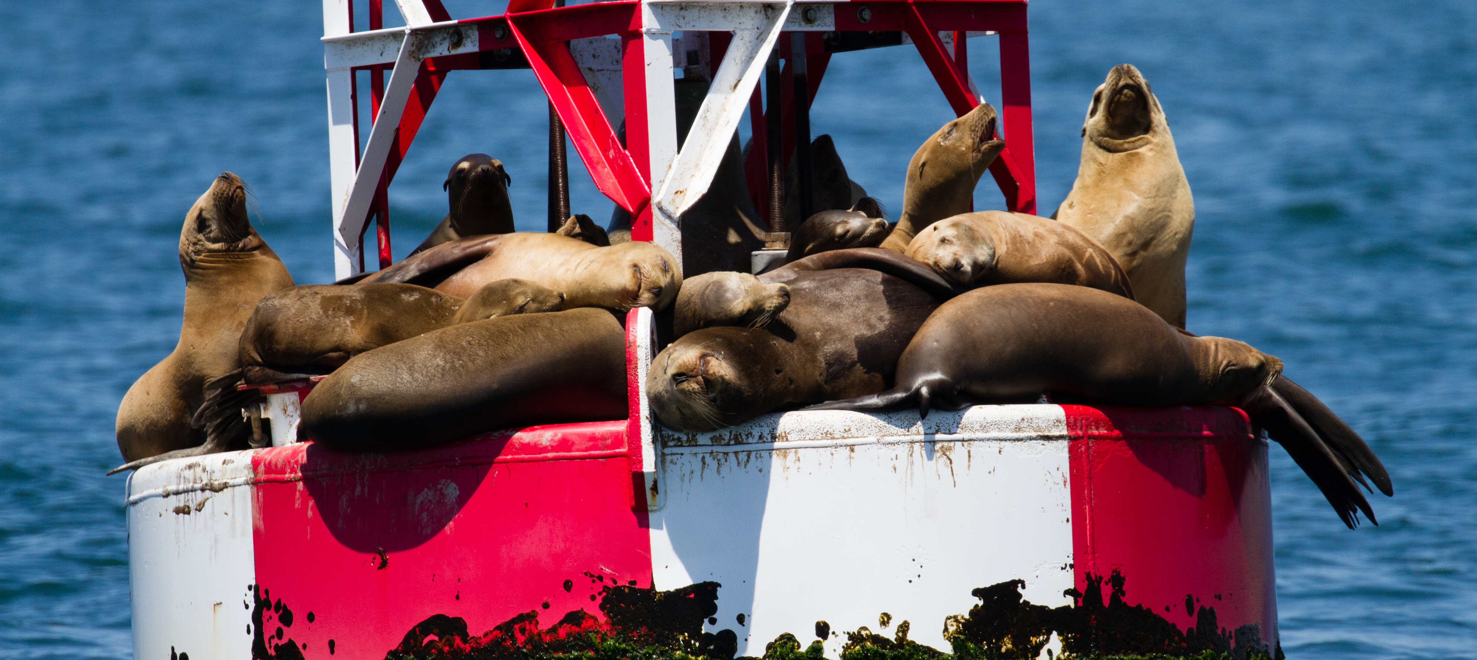 whale-watching-huntington-beach-trips